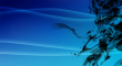 890579818_6901fc666c_b.jpg - 1024 x 559 - 221KB