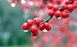 00224_berries_2560x1600.jpg - 2560 x 1600 - 253KB