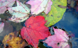 00514_autumnleaves_2560x1600.jpg - 2560 x 1600 - 553KB