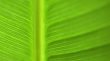 00886_greengoodness_2560x1600.jpg - 1920 x 1080 - 464KB